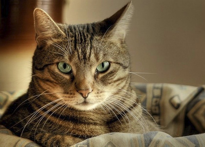 От чего зависит окрас