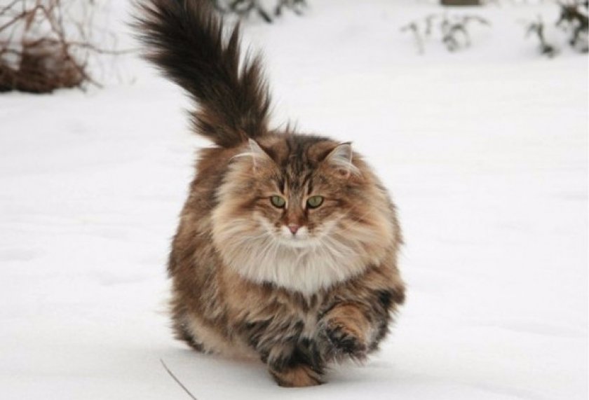 4. Норвежская лесная кошка