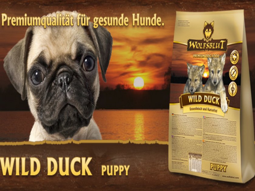 «Wild Duck Puppy»