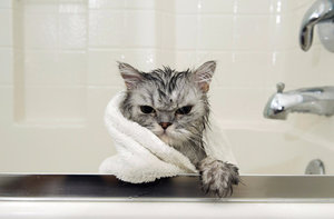 Искупайте своего котенка спокойно: правила и полезные рекомендации