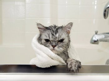 Искупайте своего котенка спокойно: правила и полезные рекомендации