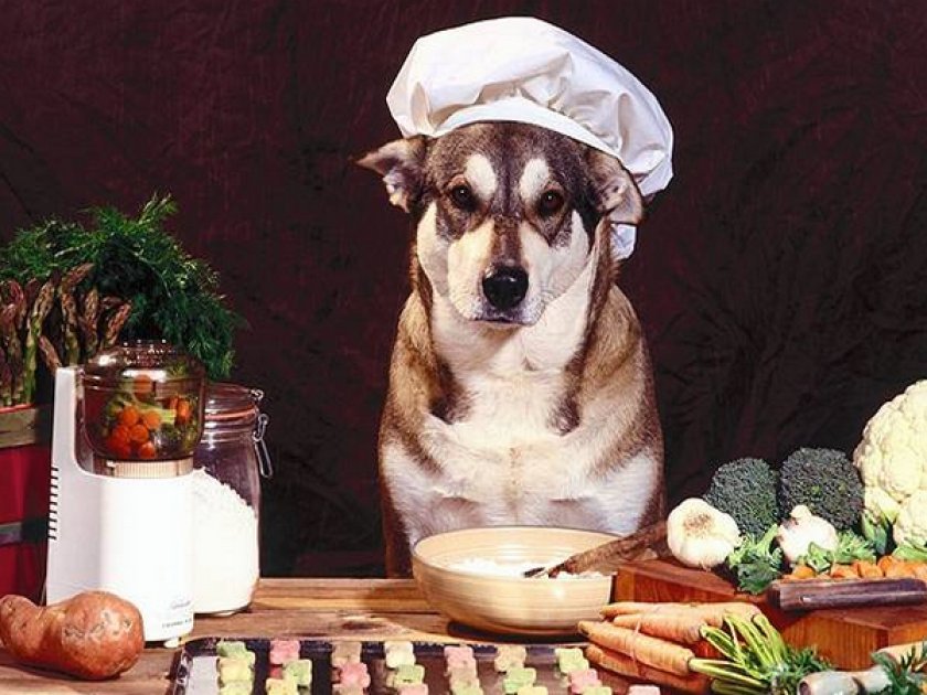 Питание собаки Питание собаки