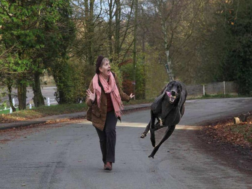 Прогулка с собакой Прогулка с собакой