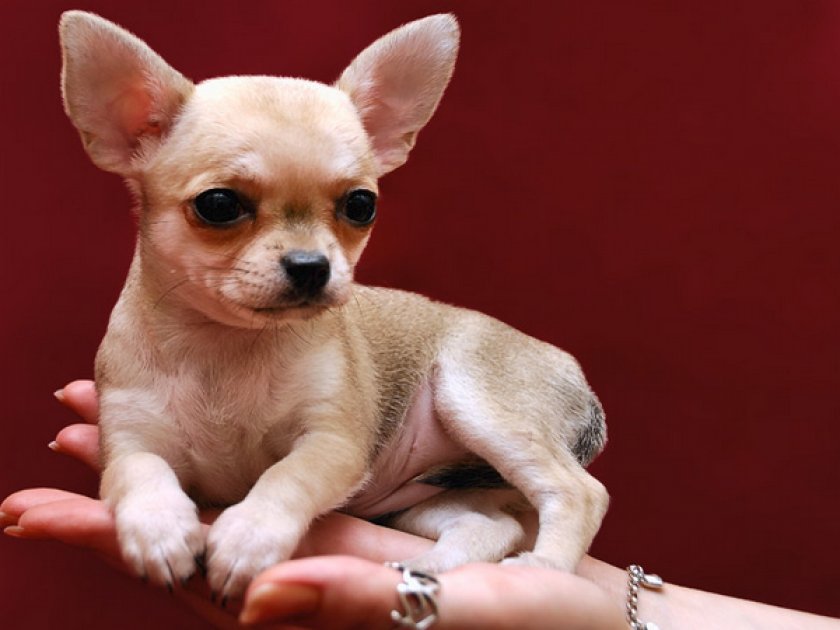 Порода самой маленькой собаки цена. Чихуахуа мини. Порода собак чихуахуа мини. Чихуахуа кобби длинношерстный. Маленькая собачка чихуахуа мини.