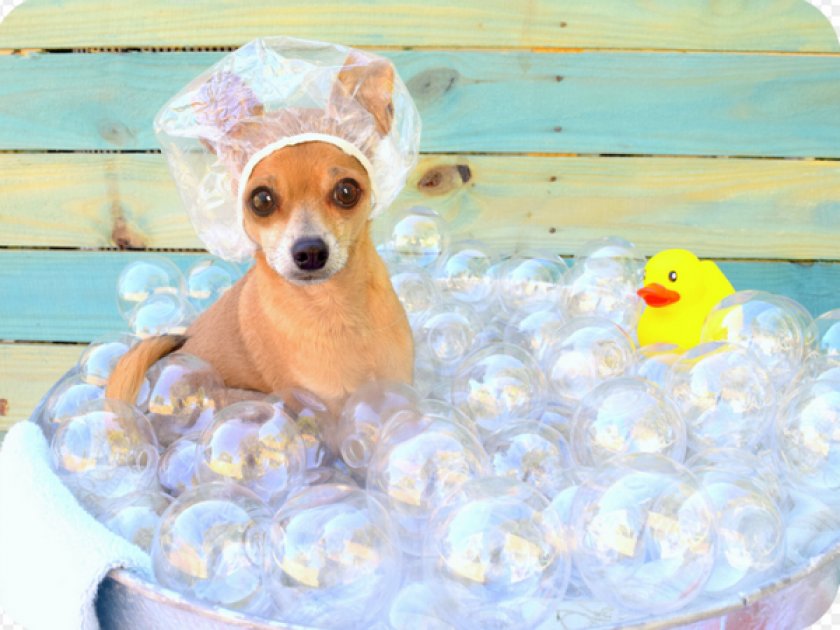 Чихуахуа мини у ванне Чихуахуа мини у ванне