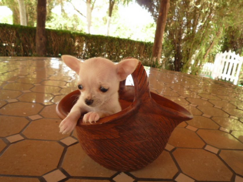 Чихуахуа мини Чихуахуа мини