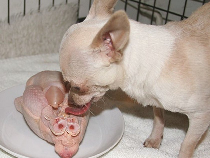 Питание чихуахуа мини Питание чихуахуа мини