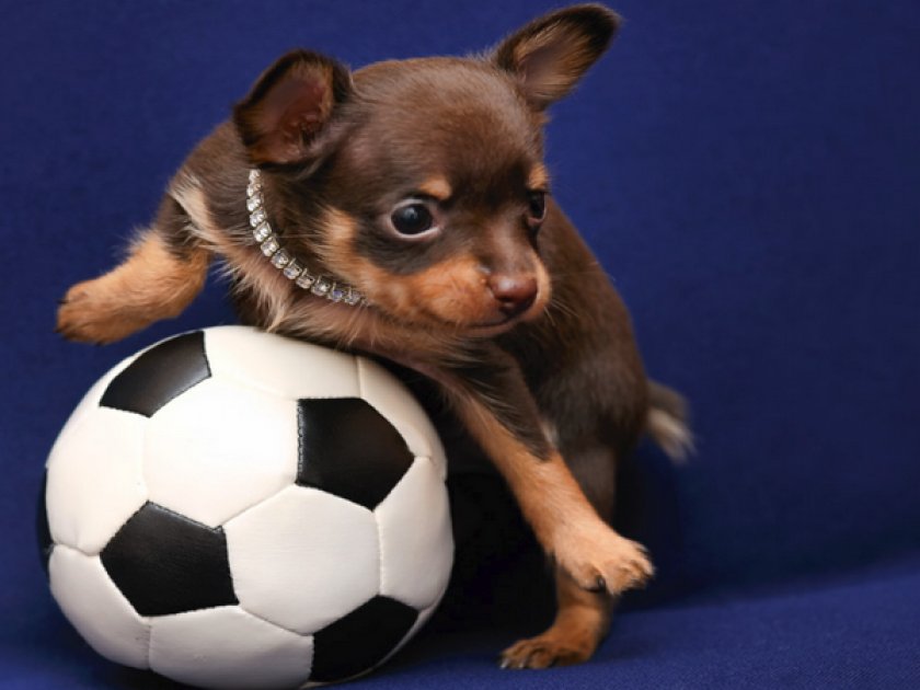 Физическая активность чихуахуа мини Физическая активность чихуахуа мини