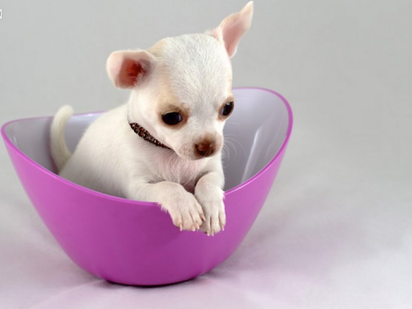 Чихуахуа мини Чихуахуа мини