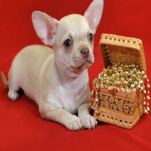 Чихуахуа мини