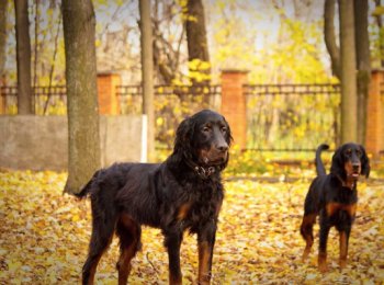 Характер и повадки шотландского сеттера