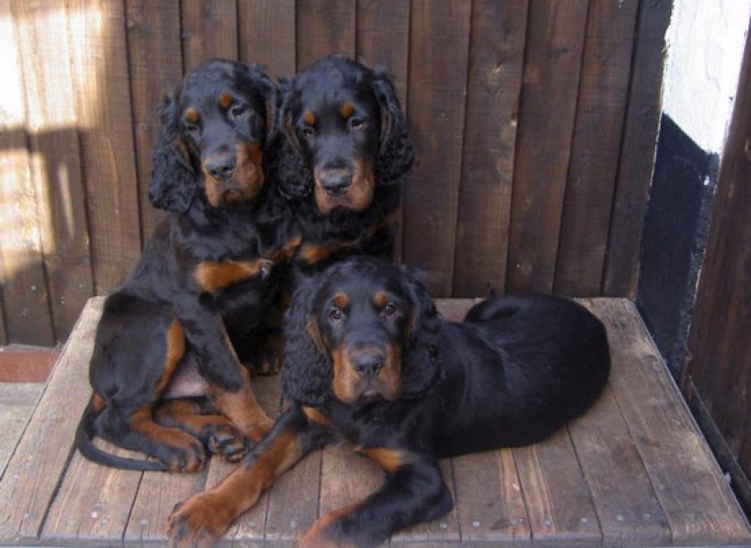 Характер и повадки