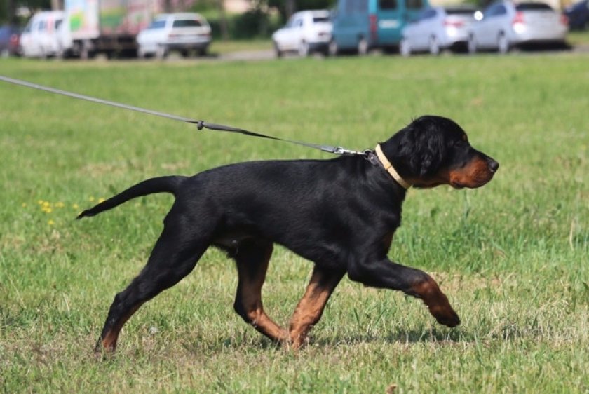 Дрессировка