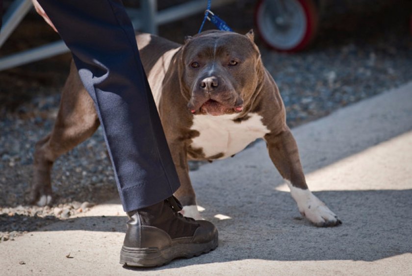 Прогулки Прогулки