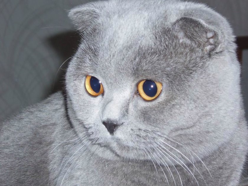 «Шотландец»