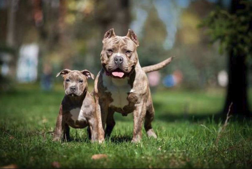 Составляем рацион Составляем рацион