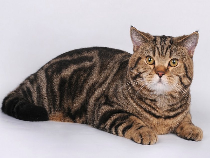 «Шотландец»