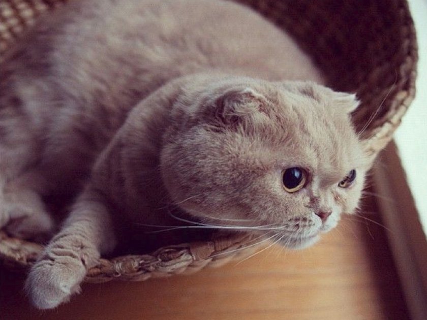 «Шотландец»