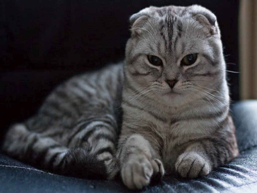 «Шотландец»