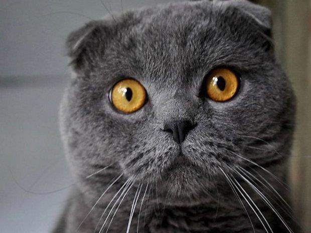 «Шотландец» «Шотландец»