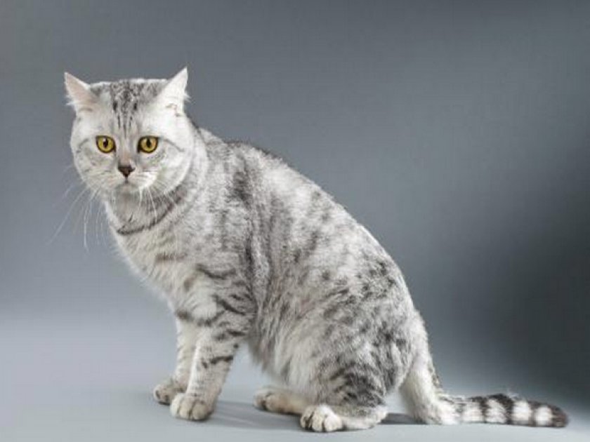 «Шотландец»