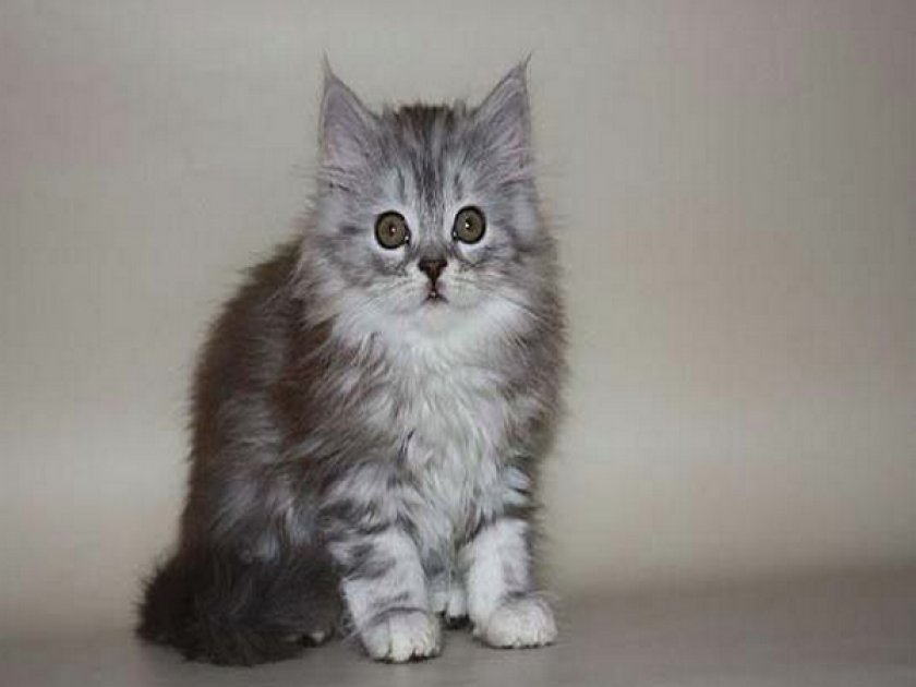 «Шотландец»