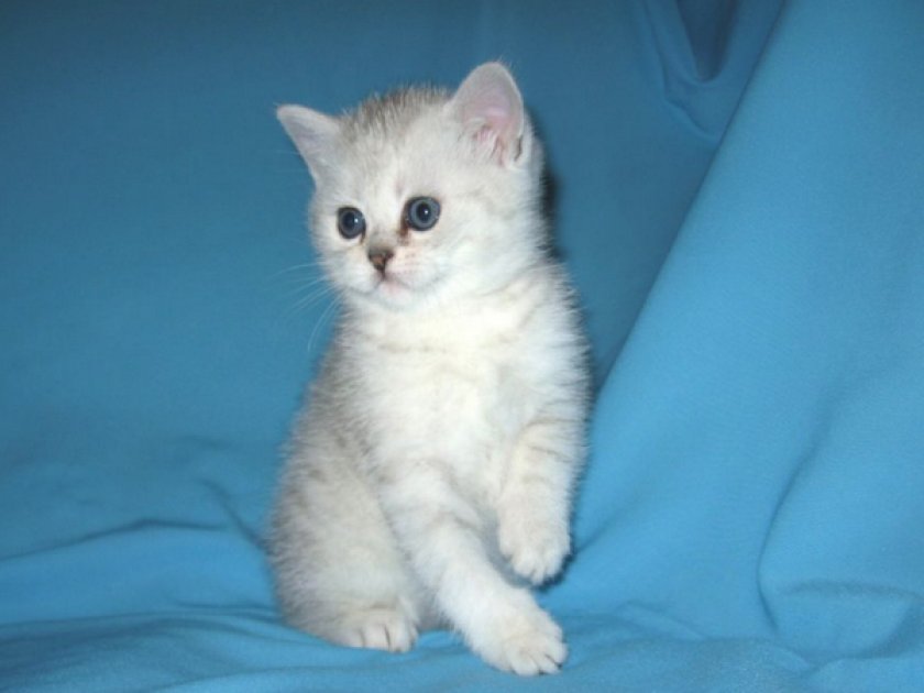 Котенок «шотландец»