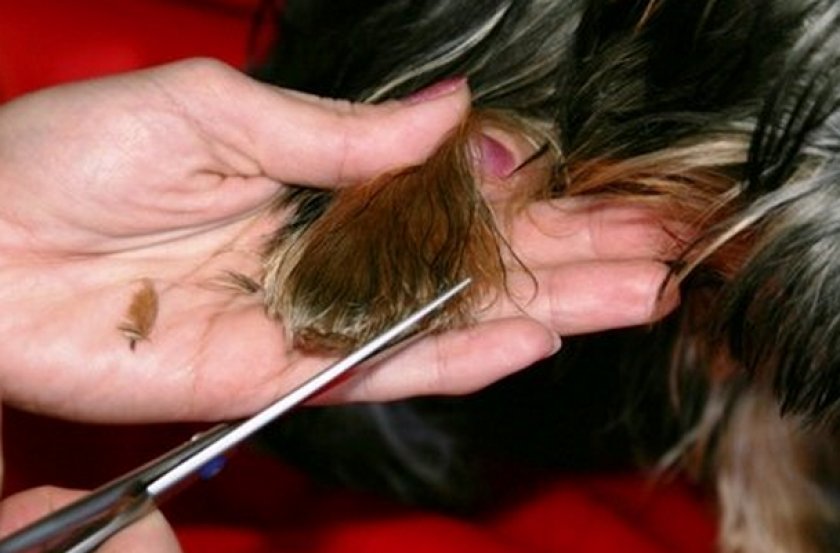 Стрижка йоркширского терьера