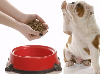 Кормление щенков собак сухими и натуральными кормами