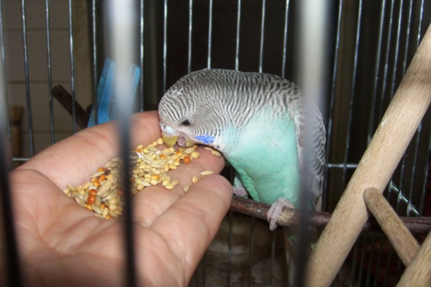 Питание попугая