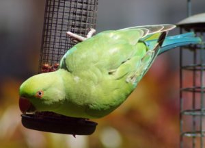 Попугай кушает