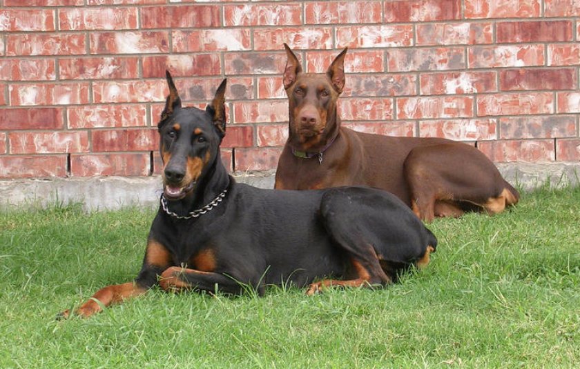 Доберманы