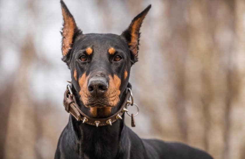 Доберман