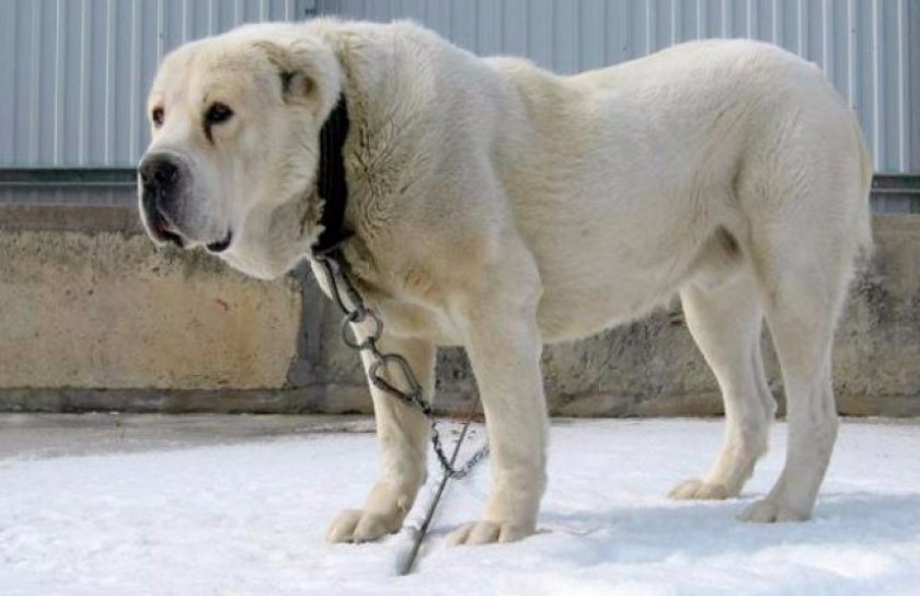 Среднеазиатская овчарка