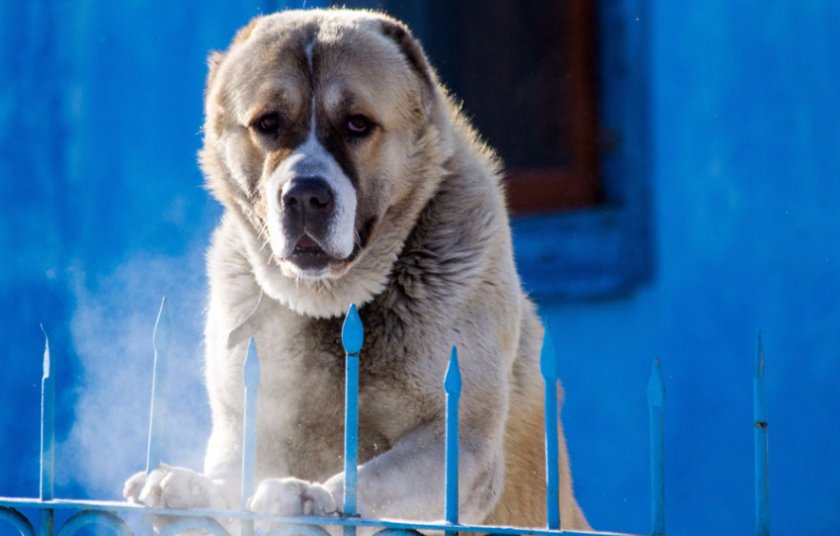 Среднеазиатская овчарка