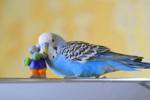 как наладить отношения с попугаем