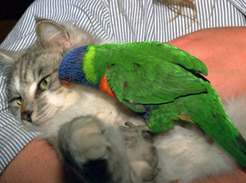 как наладить отношения с попугаем