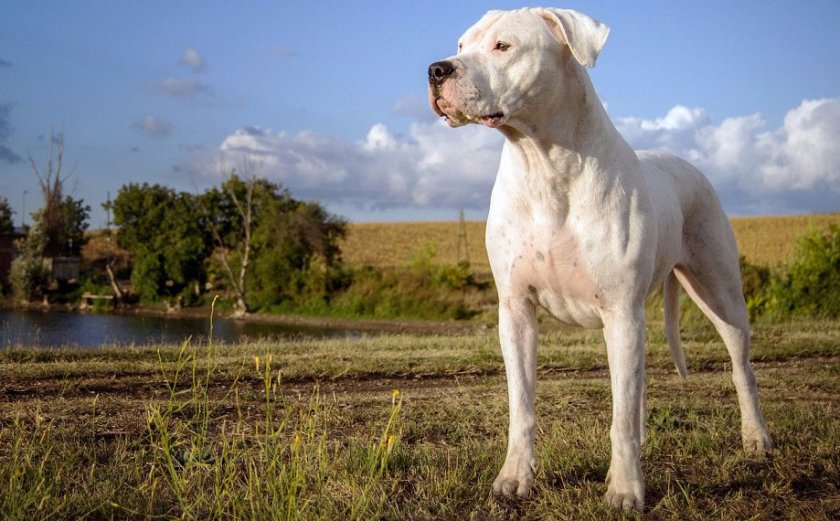Аргентинский дог