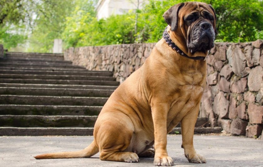 Бульмастиф