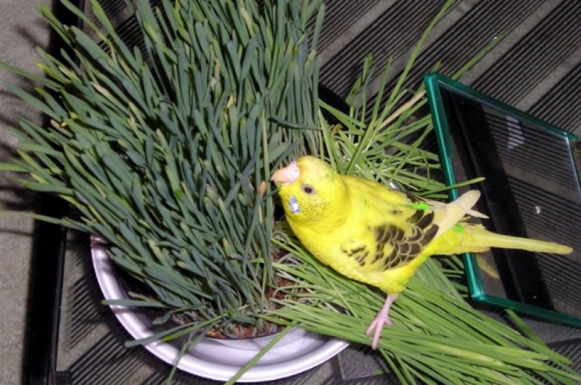 Попугай кушает зеленый корм