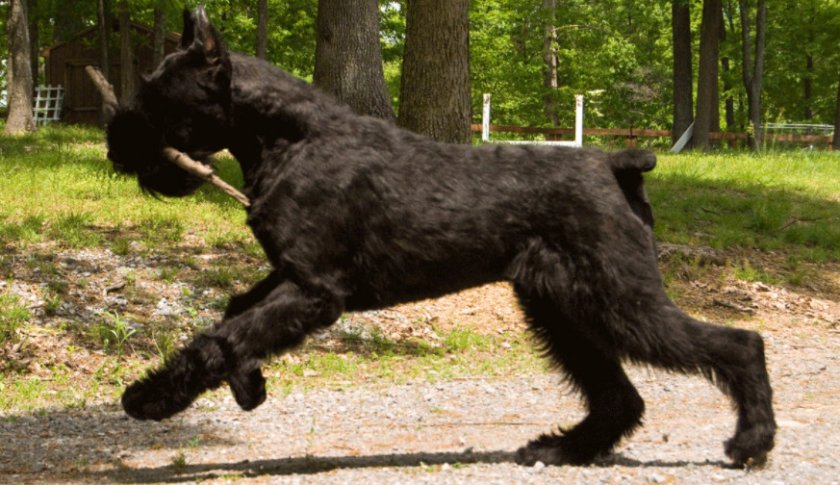 Рищеншнауцер