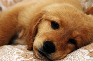 Перитонит у собак Перитонит у собак