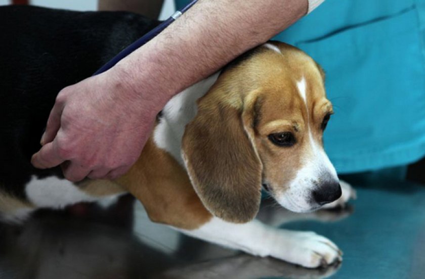 Перитонит у собак Перитонит у собак