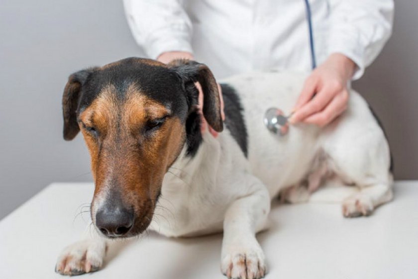 Перитонит у собак Перитонит у собак