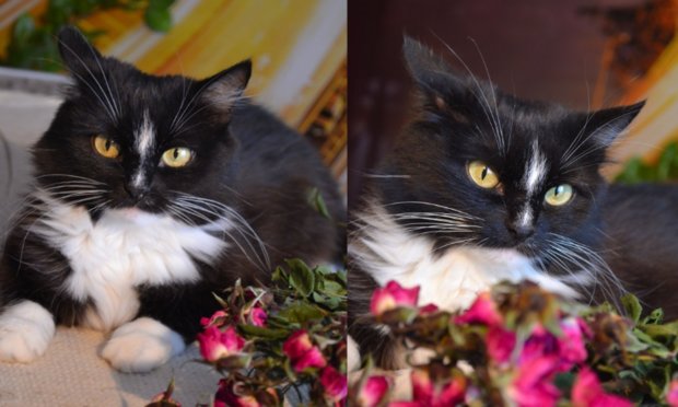 Кошка Кошка