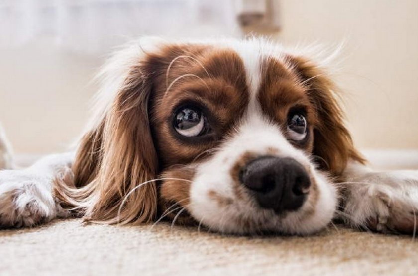 Перитонит у собак Перитонит у собак