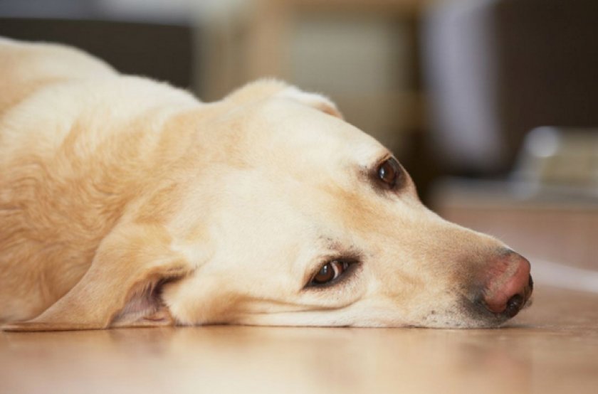 Перитонит у собак Перитонит у собак