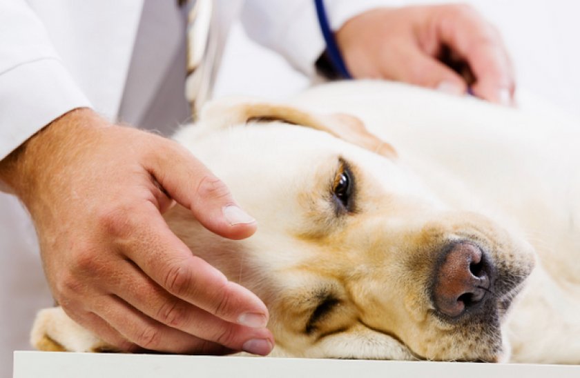 Перитонит у собак Перитонит у собак