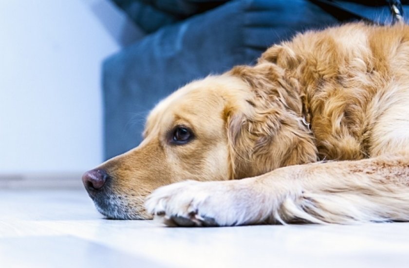 Перитонит у собак Перитонит у собак