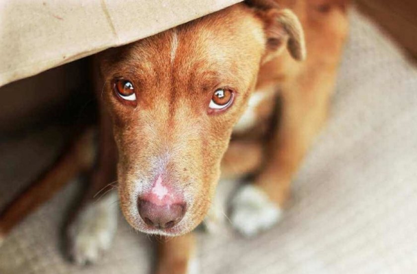 Перитонит у собак Перитонит у собак